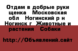 Отдам в добрые руки щенка - Московская обл., Ногинский р-н, Ногинск г. Животные и растения » Собаки   